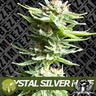 Zambeza Seeds Crystal Silver Haze