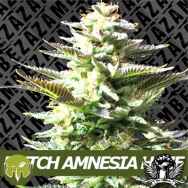 Zambeza Seeds Dutch Amnesia Haze