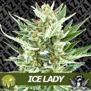 Zambeza Seeds Ice Lady