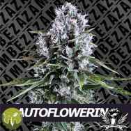 Zambeza Seeds Northern Force Auto