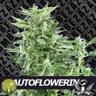 Zambeza Seeds Notorious White Auto