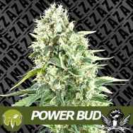 Zambeza Seeds Power Bud