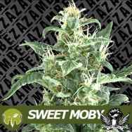 Zambeza Seeds Sweet Moby