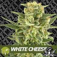 Zambeza Seeds White Cheese