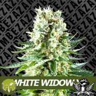 Zambeza Seeds White Widow XL