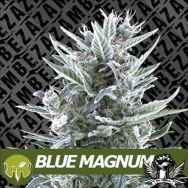Zambeza Seeds Blue Magnum