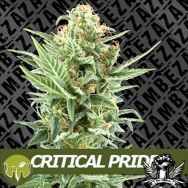 Zambeza Seeds Critical Pride