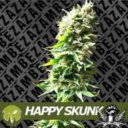 Zambeza Seeds Happy Skunk