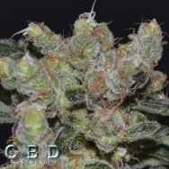 CBD Seeds Zen