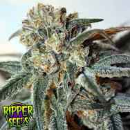 Ripper Seeds Zombie Kush