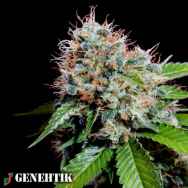 Genehtik Seeds Zuri Widow