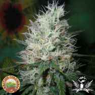 British Columbia Seeds Afghani Dream