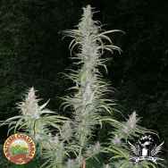 British Columbia Seeds Cali Mist