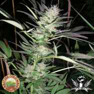 British Columbia Seeds Purple Lightning