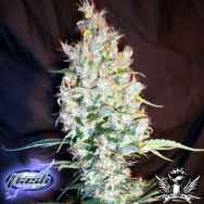 Flash Autoflowering Seeds Speedy Ganja