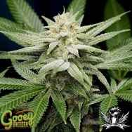 Gooeybreeder Seeds Pure Gooey