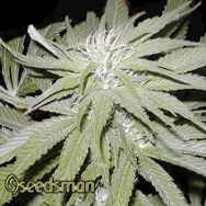 Seedsman Seeds Narkush