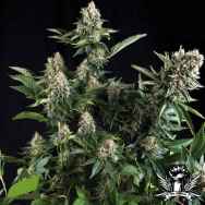 Pyramid Seeds White Widow