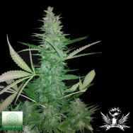 Seeds of Life Big Low Autoflowering