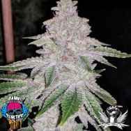 Dank Genetics Seeds Fresh Orange