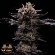 Ziplock Seeds Chupacabra