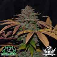 Mosca Seeds Cherry Razz