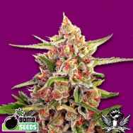 Bomb Seeds Cherry Bomb