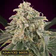 Advanced Seeds AUTO Amnesia XXL