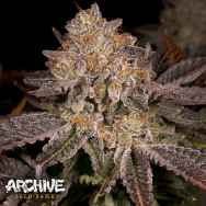 Archive Seeds PetroChem V2