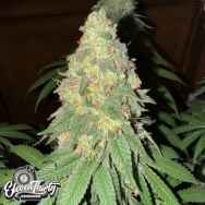 Eleven Thirty Genetics Warheadz Auto