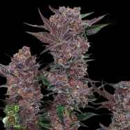 In House Genetics Dosi-pie