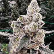 In House Genetics Double Delight