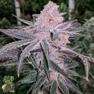 In House Genetics Jelly Sickle