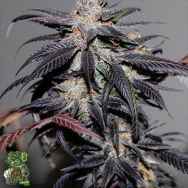 In House Genetics Lemon Lime Punch