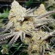 In House Genetics Platinum Scout V2