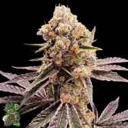 In House Genetics Platinum Z