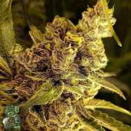 In House Genetics Tropic Banana