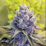 Pheno Finder Seeds After Eighths