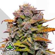 Auto Seeds Fat Bastard