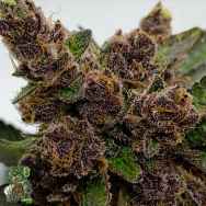 In House Genetics Cherry Breeze
