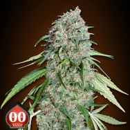 00 Seeds Chocolate Skunk CBD