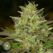 Dynasty Genetics Seeds Huckleberry Diesel