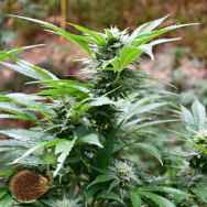 Emerald Triangle Seeds Blackberry OG CBD