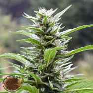 Emerald Triangle Seeds Blueberry Headband CBD