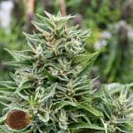 Emerald Triangle Seeds Critical 707 CBD