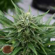 Emerald Triangle Seeds Critical Sour Diesel CBD