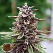 Emerald Triangle Seeds Royal Purple Kush CBD