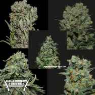 Kalashnikov Seeds Express Mix