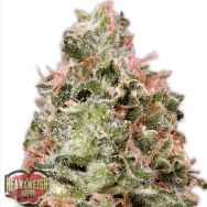 Heavyweight Seeds Waist Deep AUTO