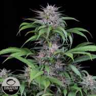 Dinafem Seeds Quick Kush